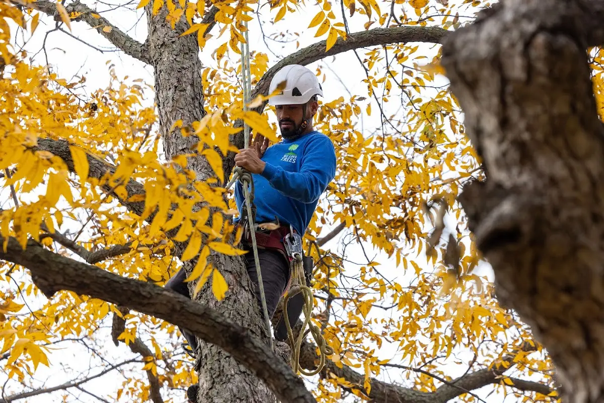 Skilled Tree Pruning crew working in Swain